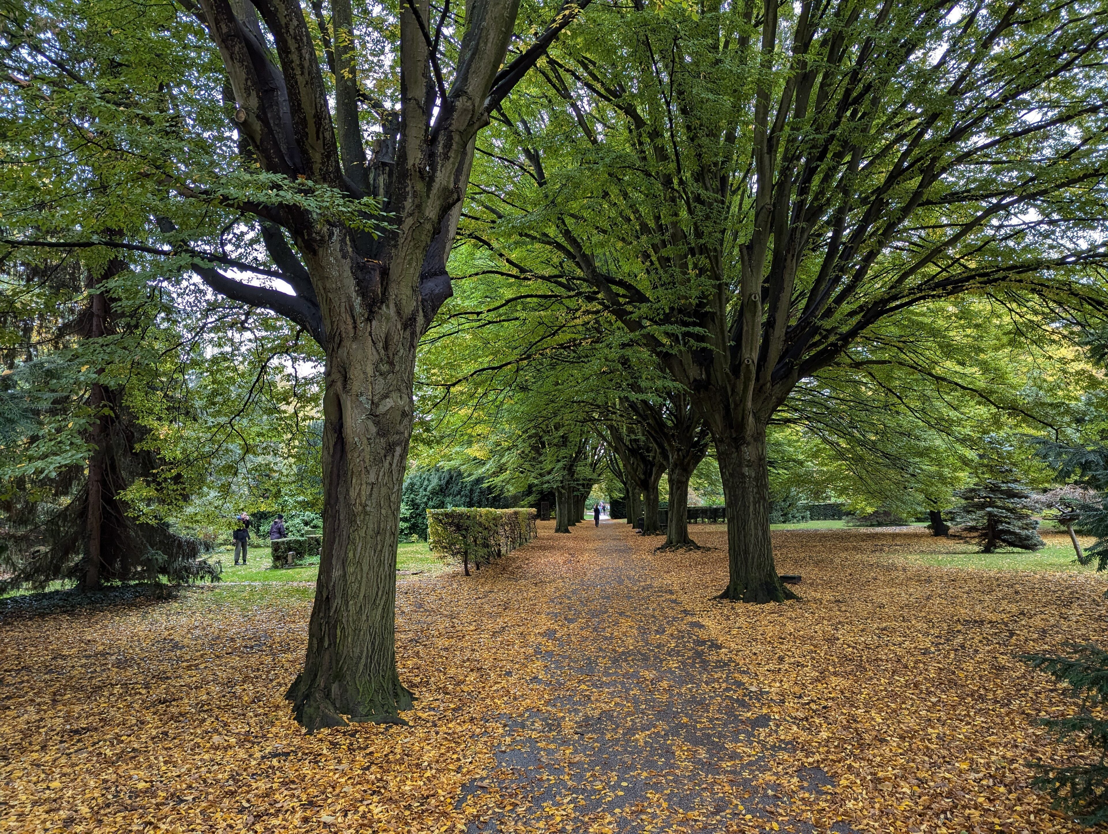 Tree-lined path in Assistens Cemetery
