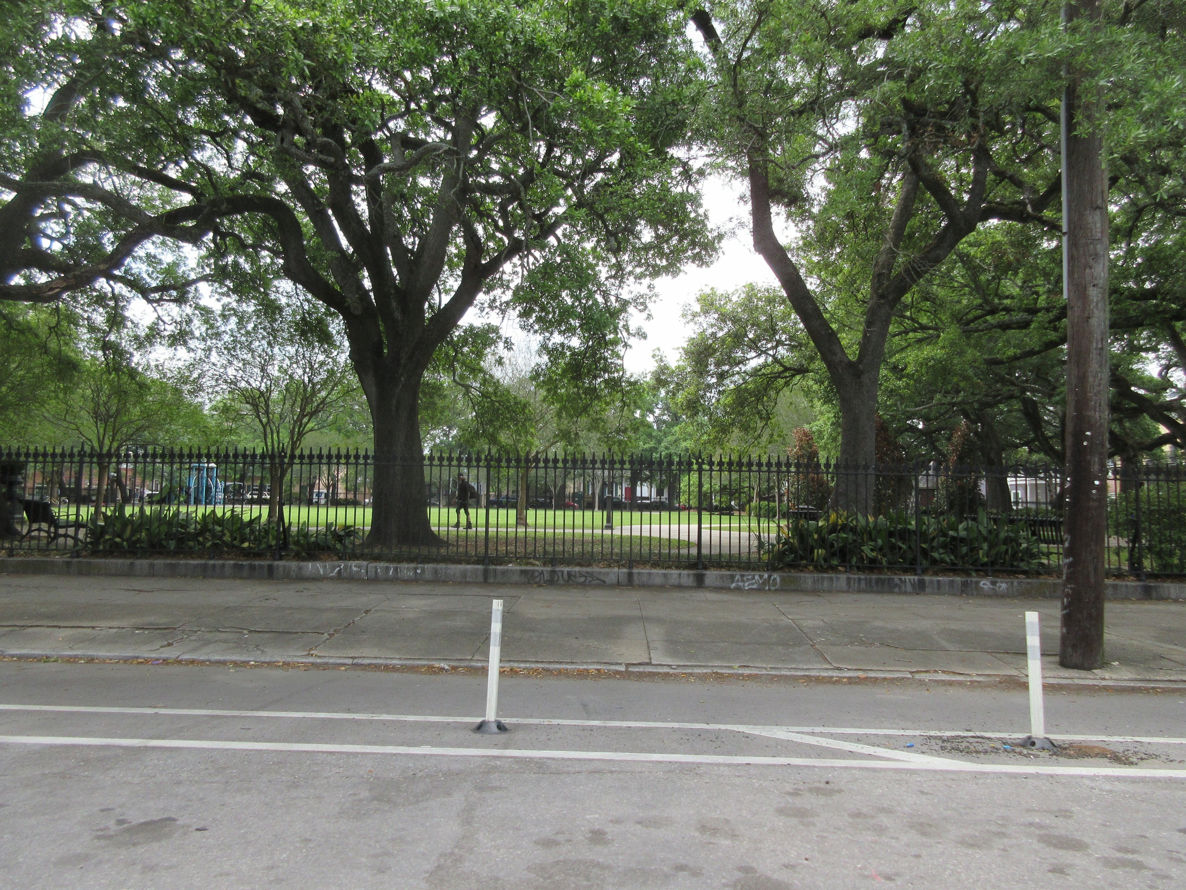 Oaks in Washington Square park in the Marigny