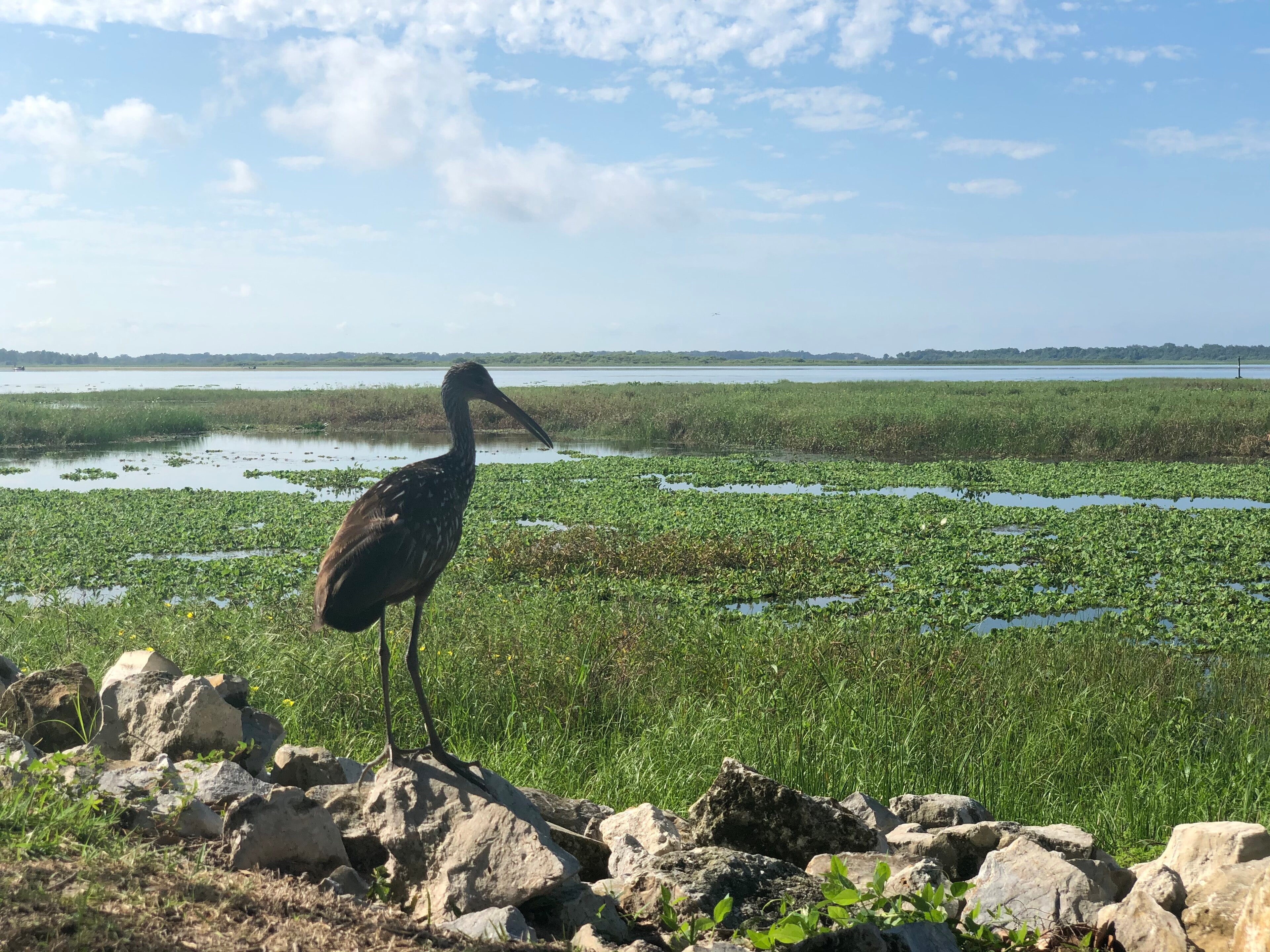 Lake Tohopekaliga from the Kissimmee lakefront
