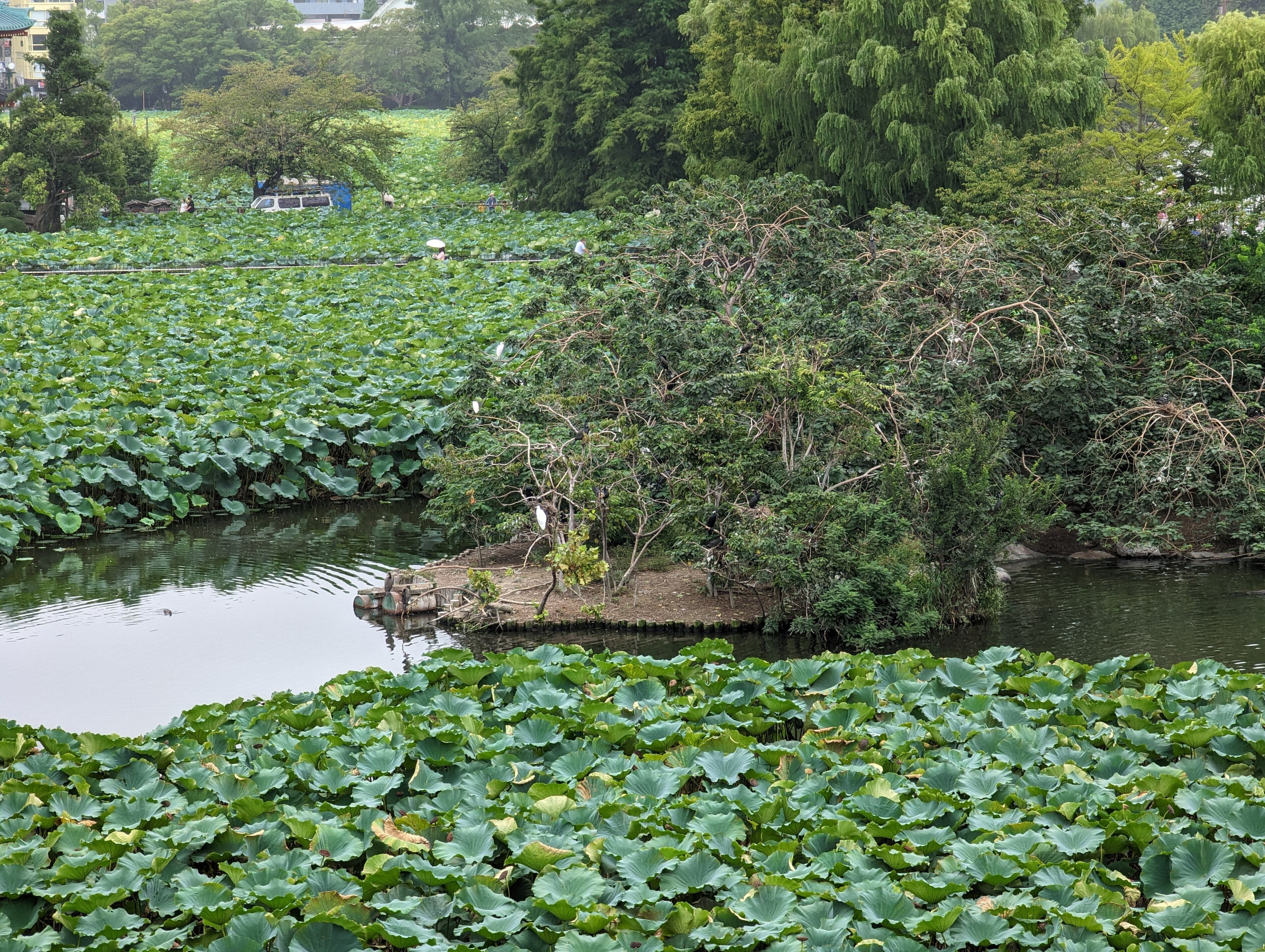 Pelican island on Shinobazu Pond, Ueno Zoo