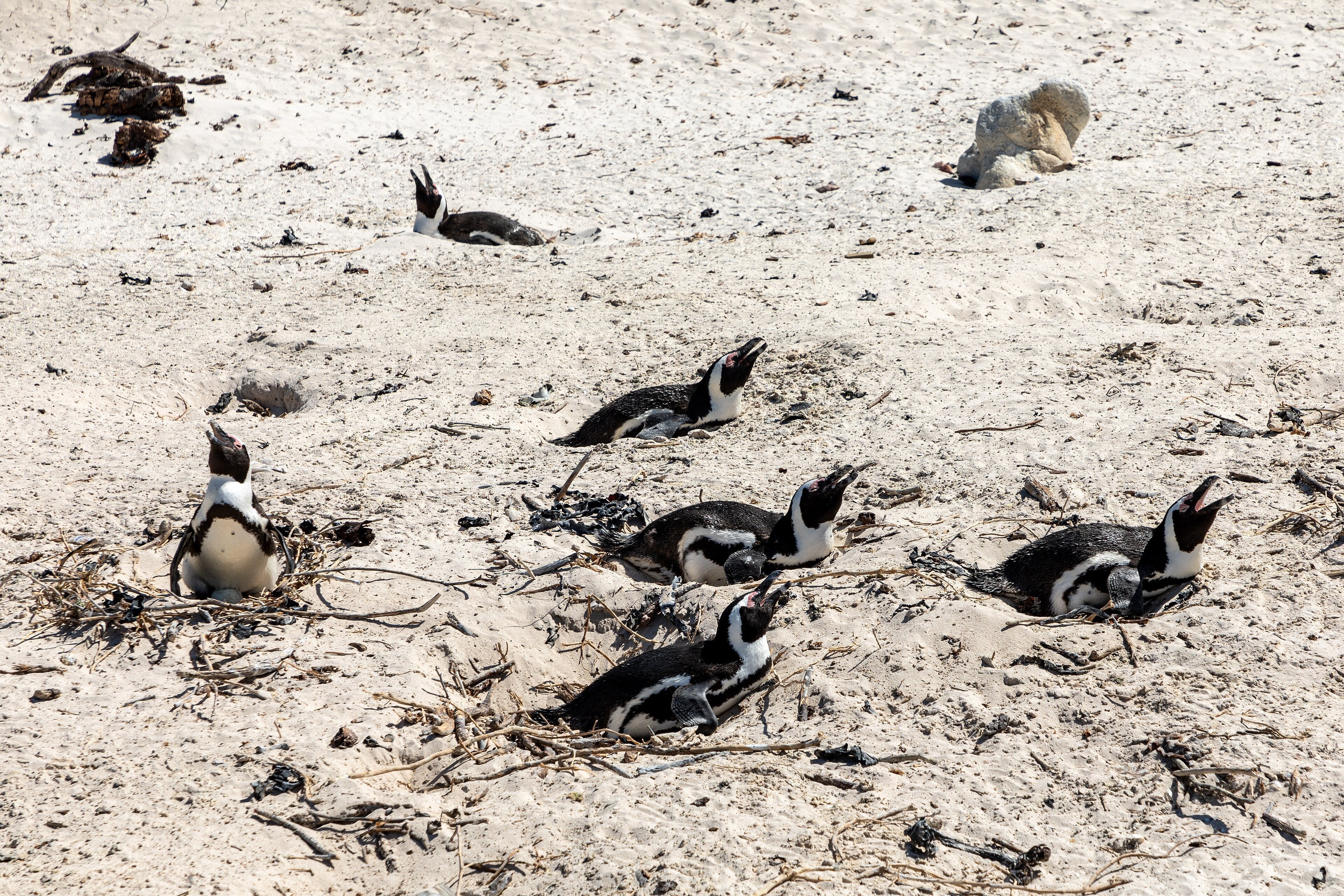 Penguins at Boulders Beach