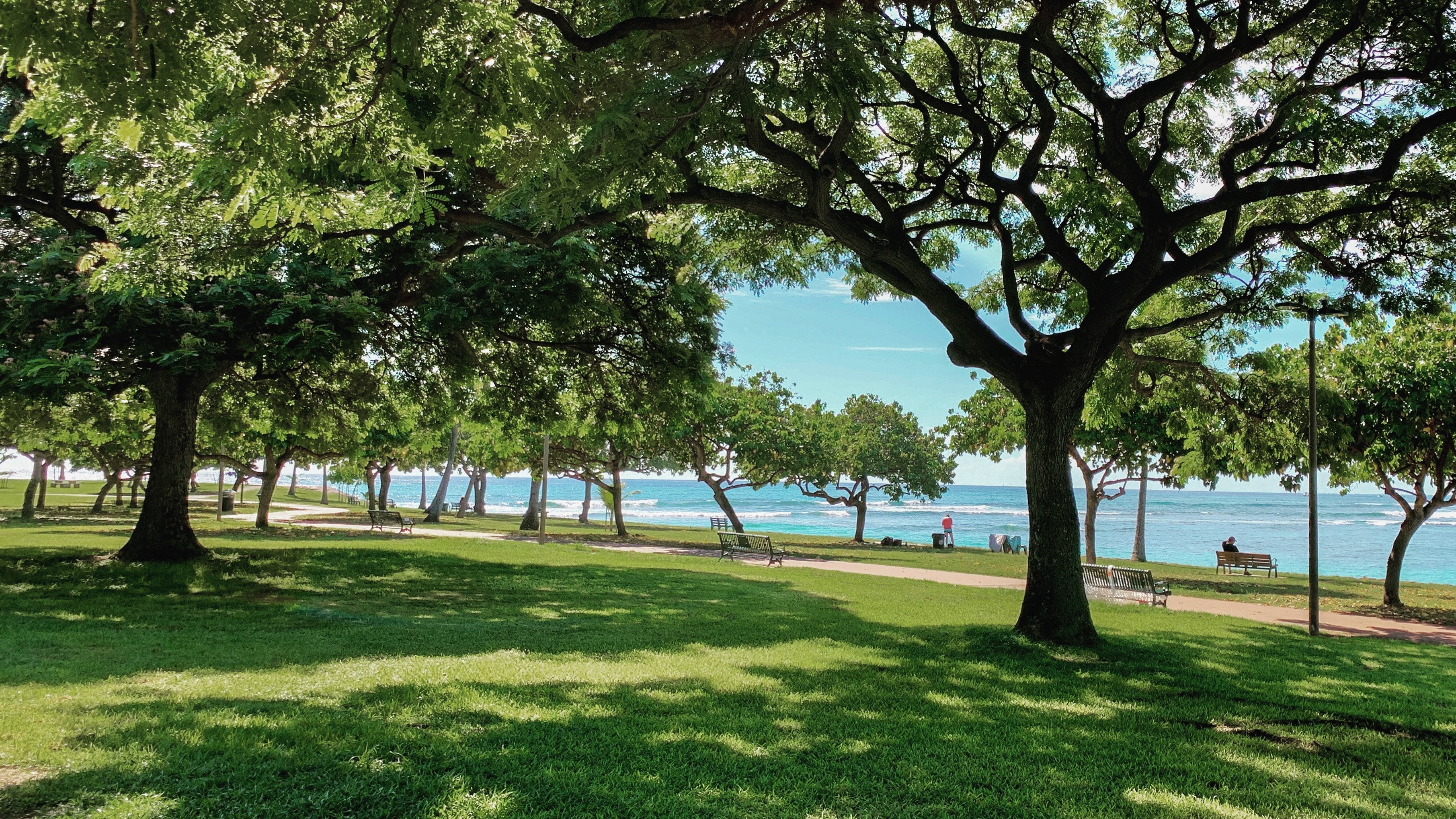 Shade trees on Magic Island in Ala Moana Regional Park
