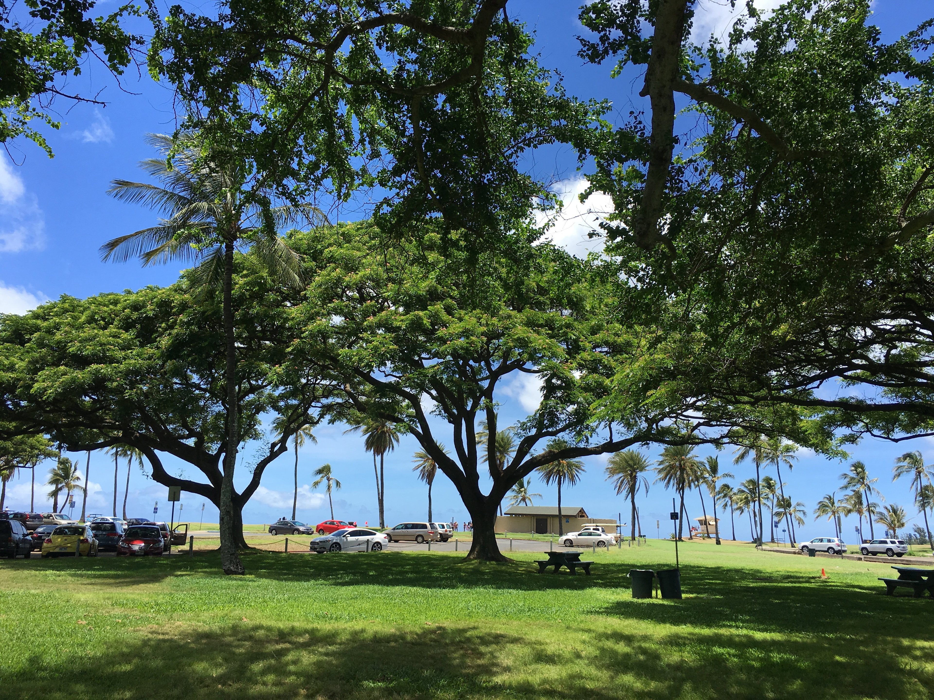 Shade trees at Haleʻiwa Beach Park
