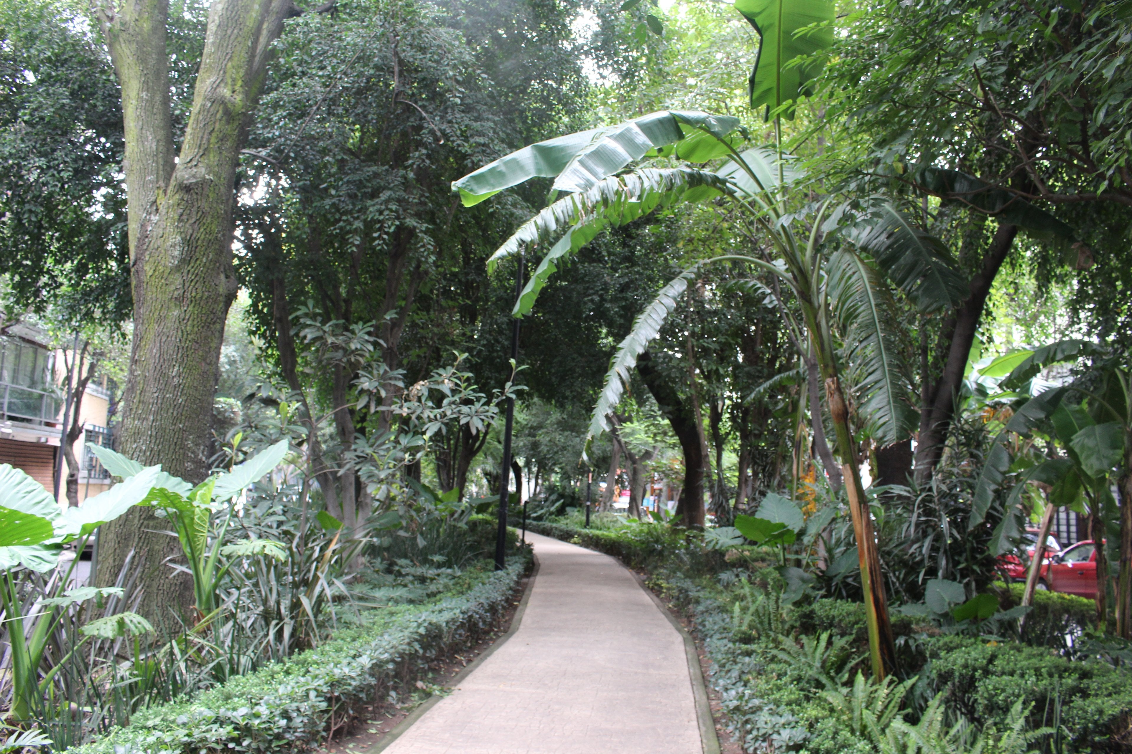 The shaded pedestrian median of Avenida Amsterdam