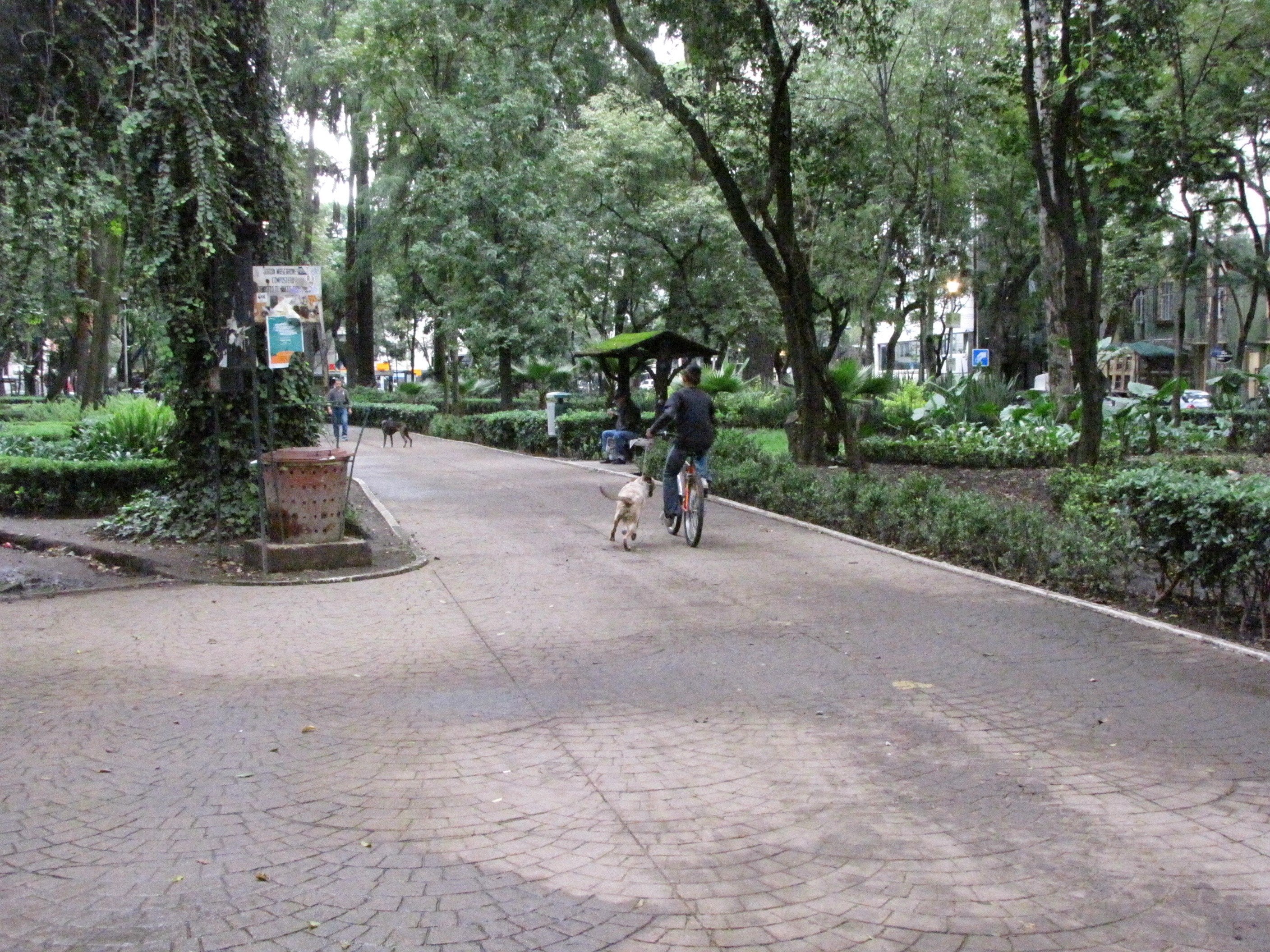 A tree-lined path in Parque México