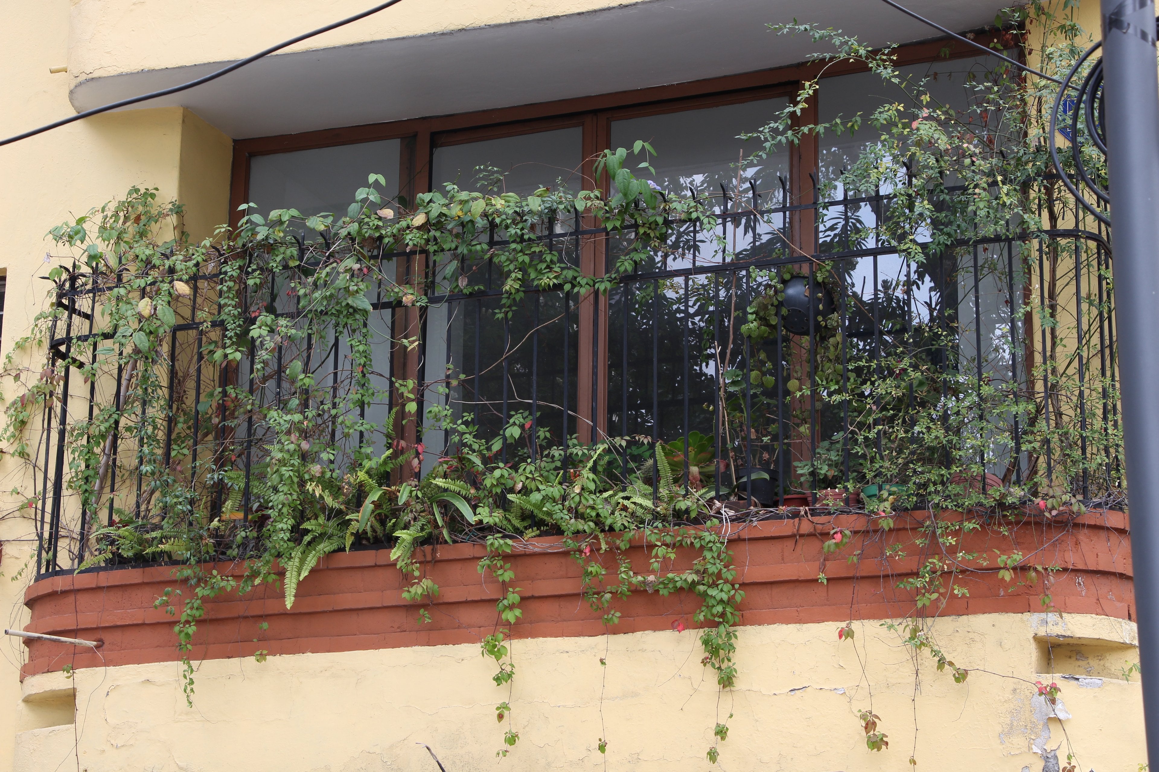 A plant-filled iron balcony in Roma Norte