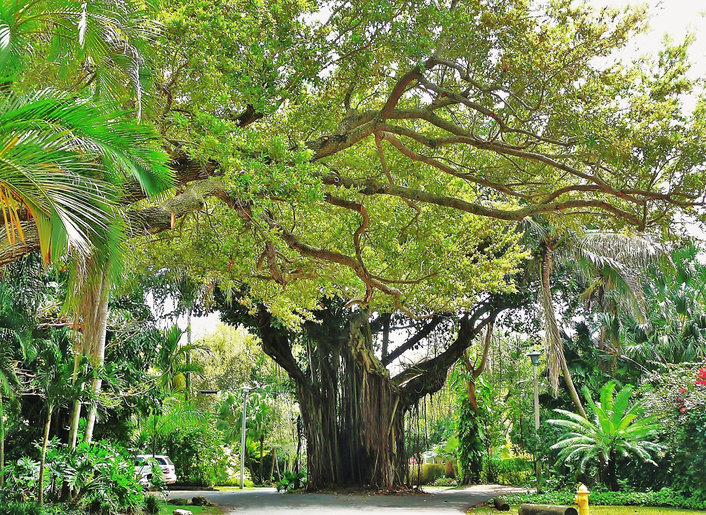 A banyan-shaded street in Coconut Grove