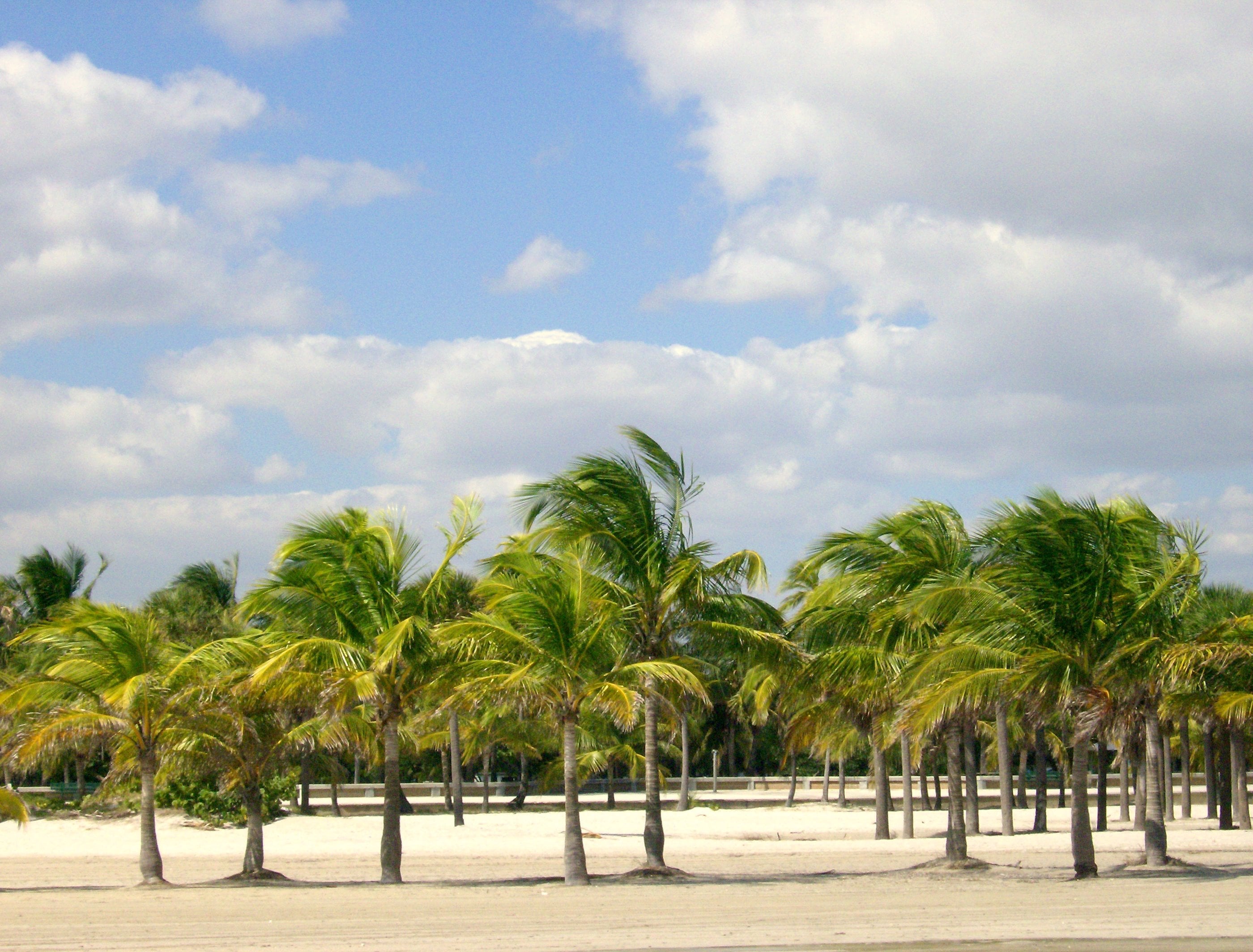 Palms on the sand at Crandon Park beach