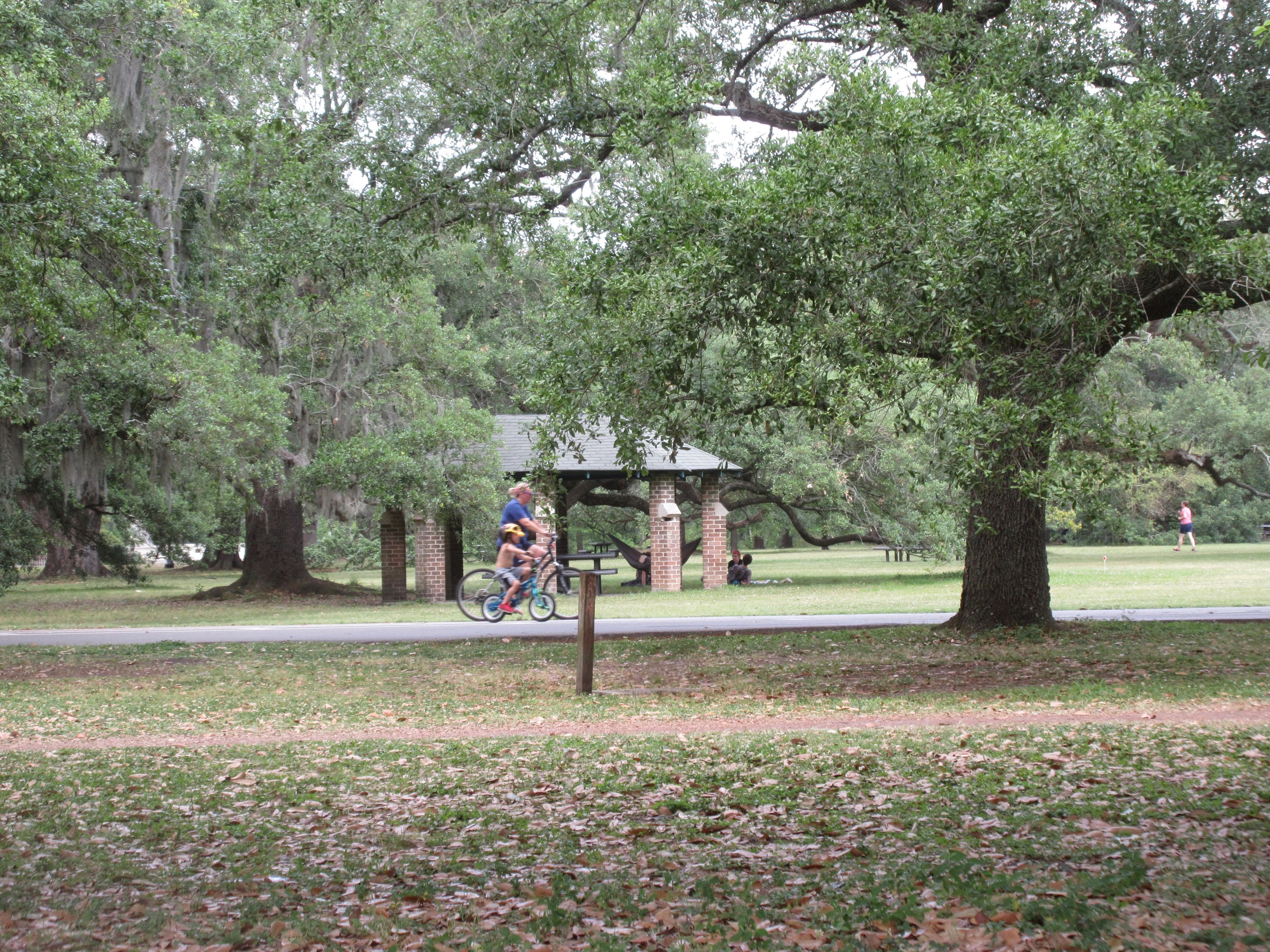 Live oaks and the path in Audubon Park