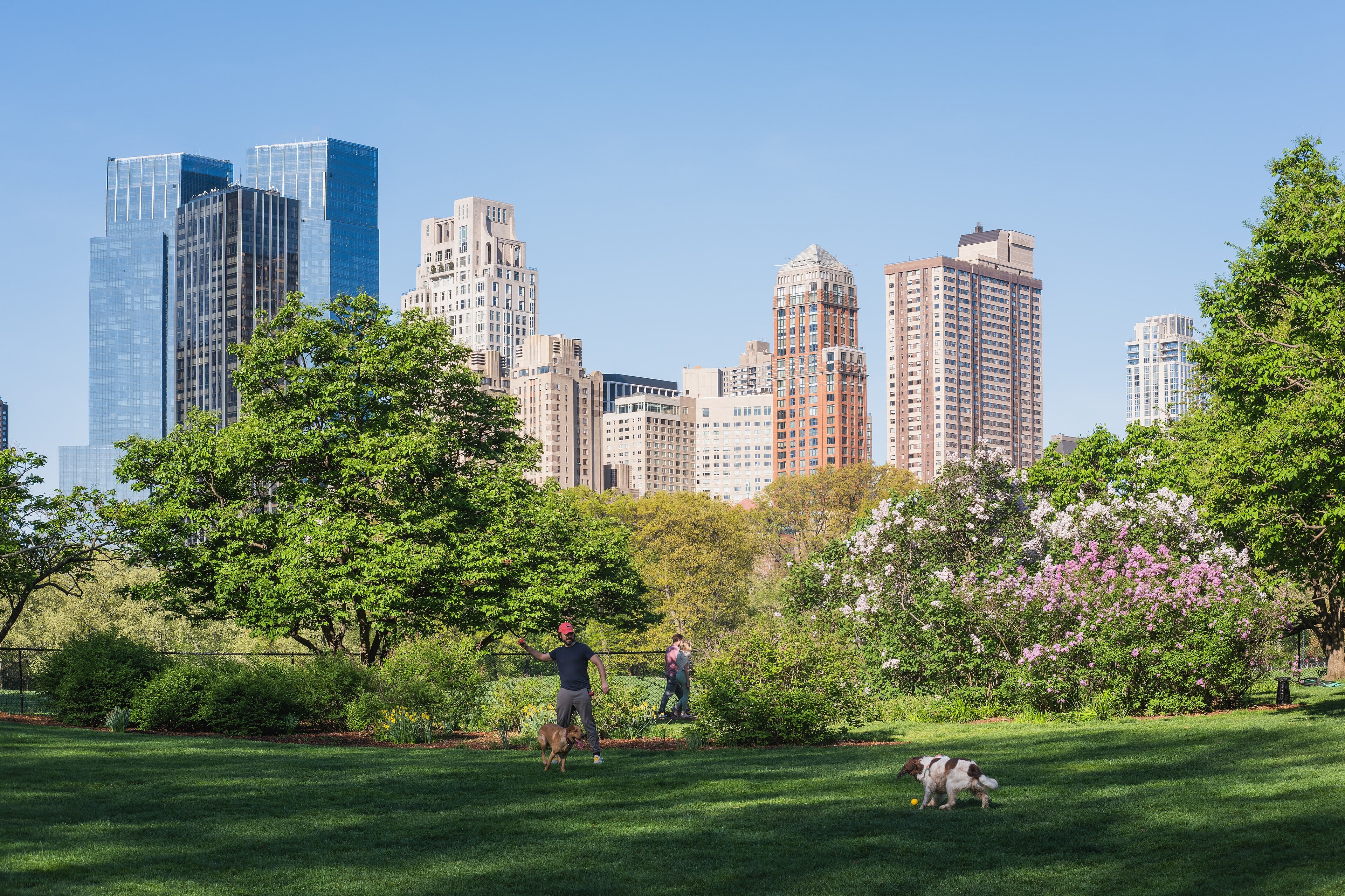 Central Park spring lilac with Upper West Side skyline