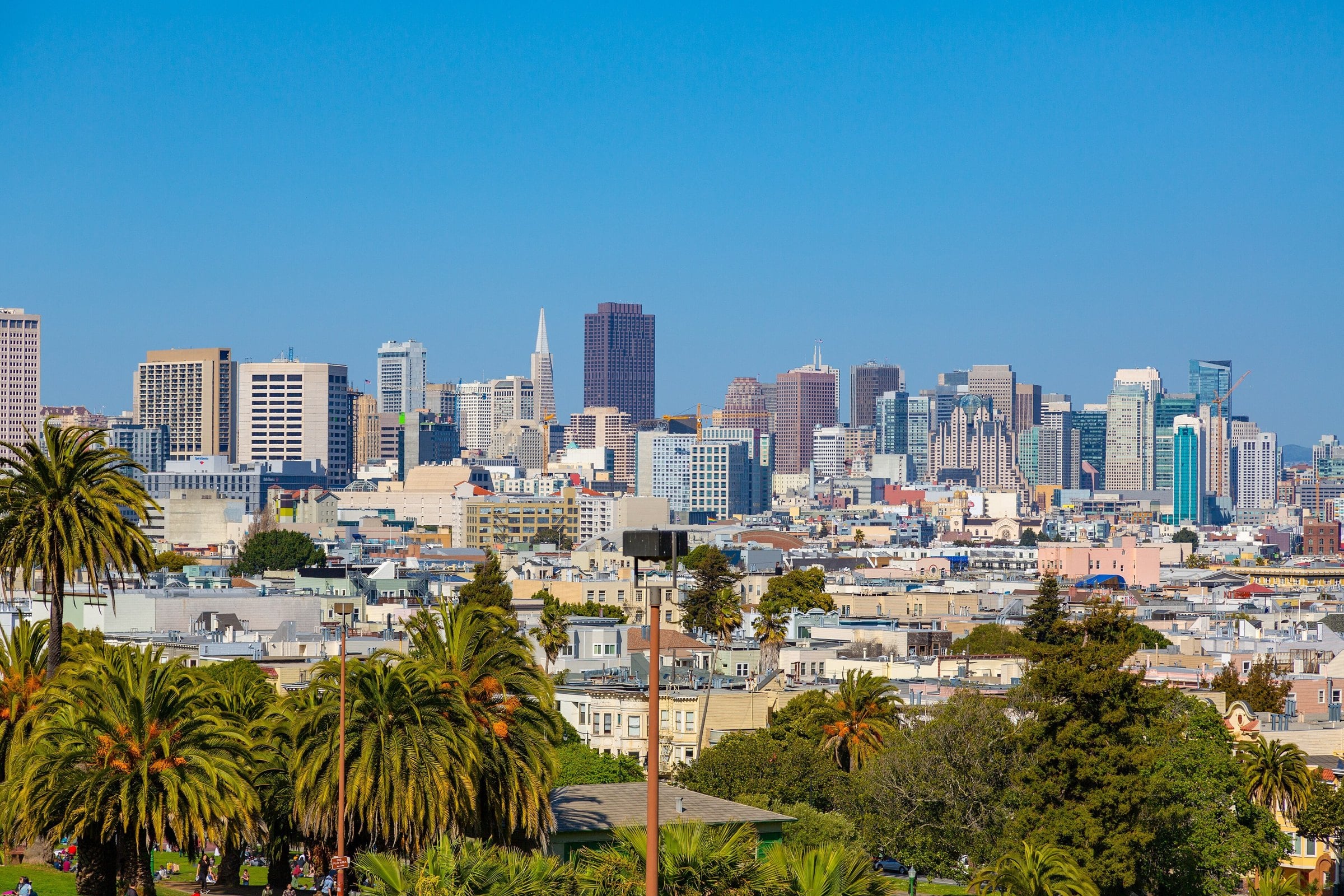 Mission Dolores Park palms with the downtown skyline