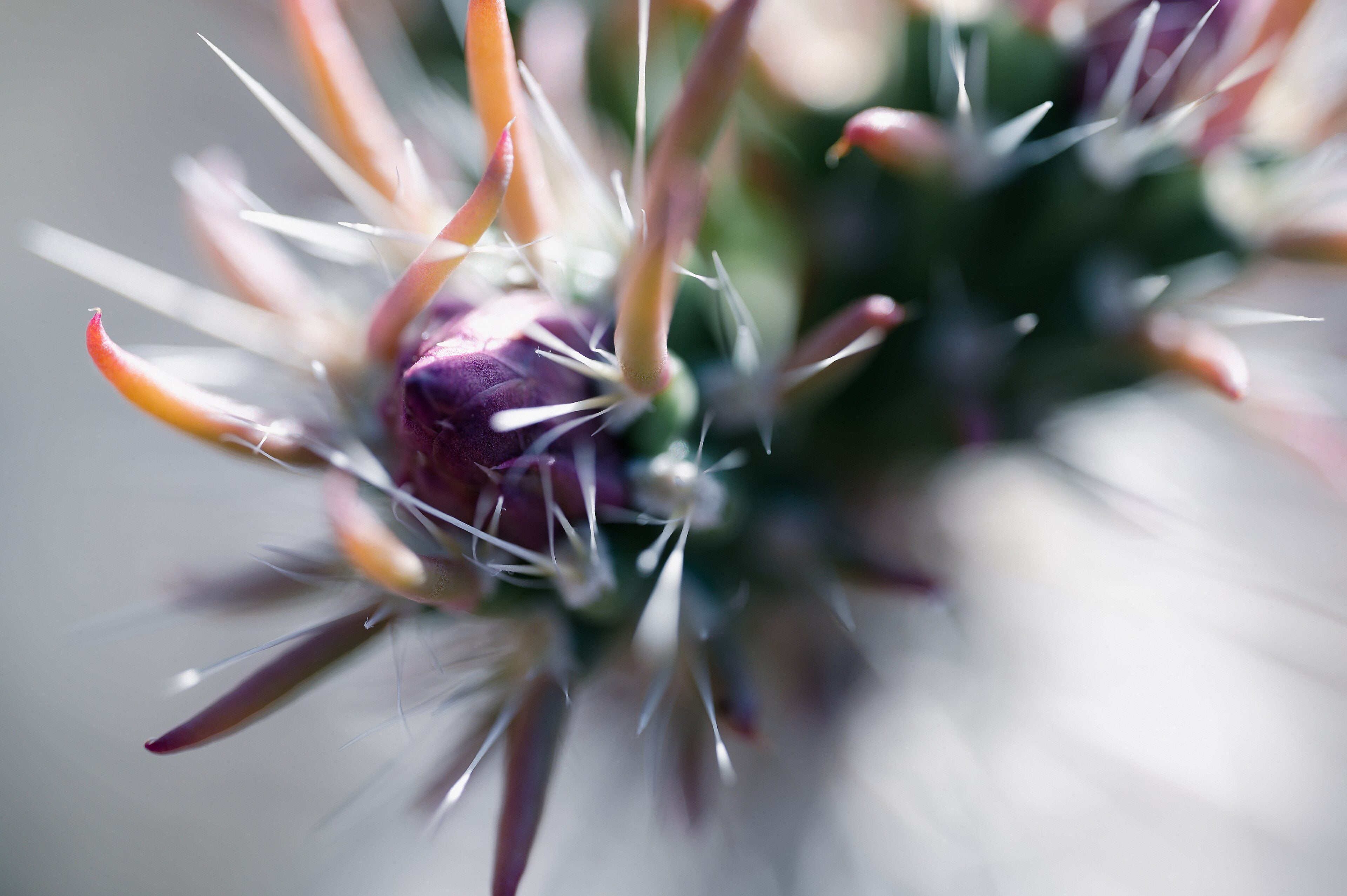 A cactus in bloom at Desert Botanical Garden
